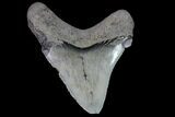 Bargain, Angustidens Tooth - Megalodon Ancestor #74283-1